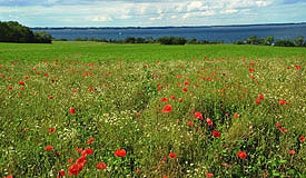 Kuhweide an der K&uuml;ste