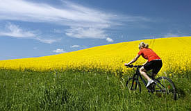 Radfahren entlang des Rapsfeldes